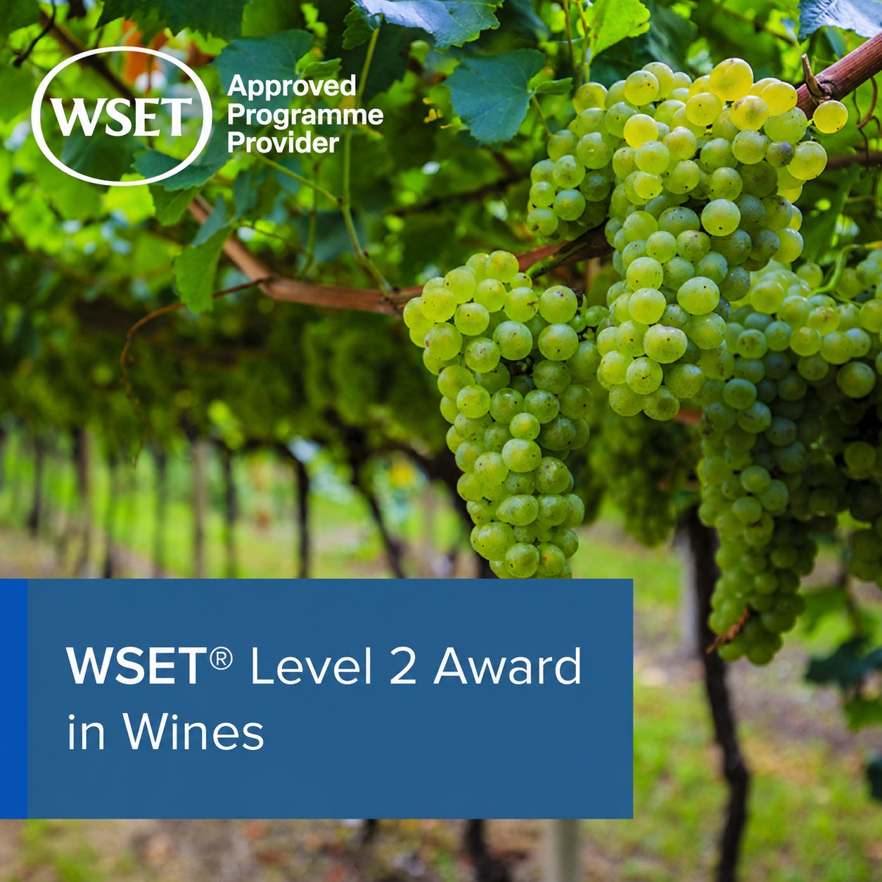 Corso WSET Livello 2